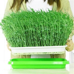 Проращиватель микрозелени и семян (гидропоника) - фото 23027