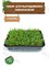 Набор для выращивания микрозелени "Рукола" 3,5 г АСТ / Семена микрозелени / Микрозелень для проращивания / Семена Рукола - фото 22780