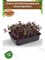Набор для выращивания микрозелени "Фиолетовый редис" 5,5 г АСТ / Семена микрозелени / Микрозелень для проращивания / Семена Фиолетовый редис - фото 22781