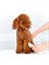 Машинка для стрижки домашних питомцев Pet Haier Clippers Pawbby (MG-HC001A) 6971747870192