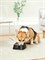 Умная миска для домашних питомцев Pawbby Smart Pet Bowl MG-ZN001-EU Черный 6971747870864