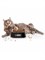 Умная миска для домашних питомцев Pawbby Smart Pet Bowl MG-ZN001-EU Черный 6971747870864